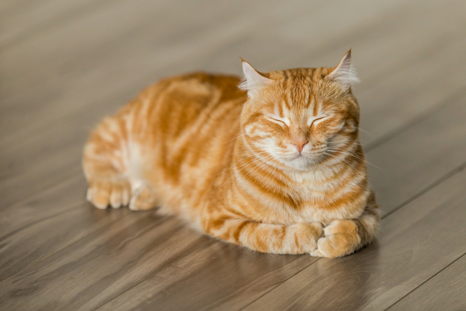 A relaxed orange cat with its paws tucked underneath