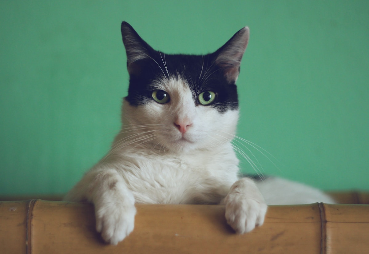 A black and white cat posing with its paws over a chair